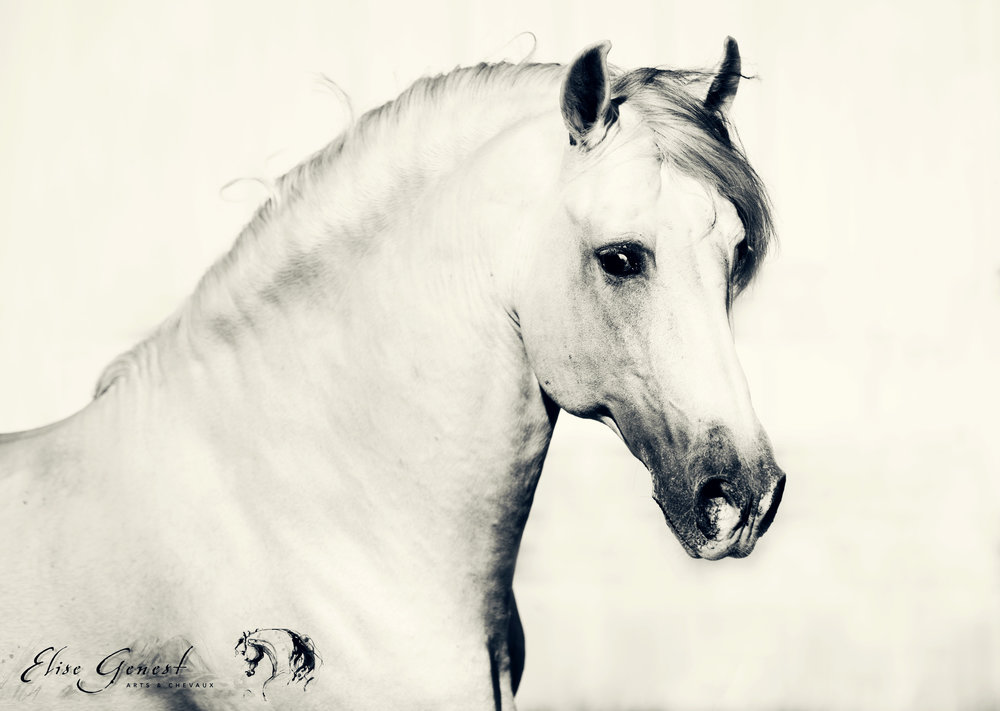 Horse Artist @Elise Genest Arts and Chevaux